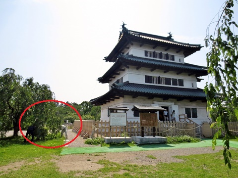日本一の桜を守る夏の作業~施肥(お礼肥)~_d0131668_17293351.jpg