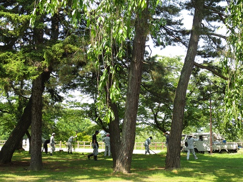 日本一の桜を守る夏の作業~施肥(お礼肥)~_d0131668_17301759.jpg