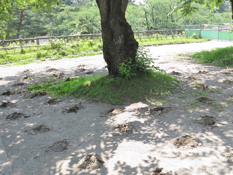 日本一の桜を守る夏の作業~施肥(お礼肥)~_d0131668_17305219.jpg