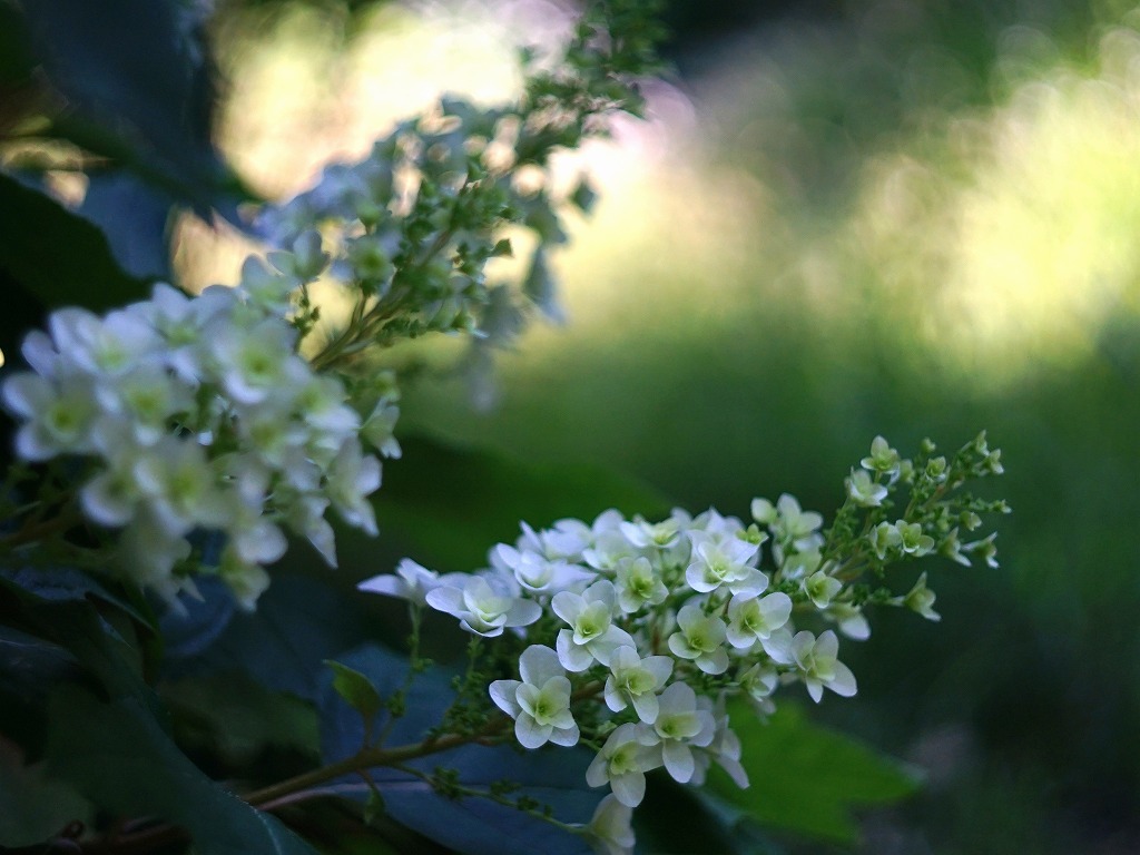 遊歩ー森林植物園_c0362972_20342723.jpg