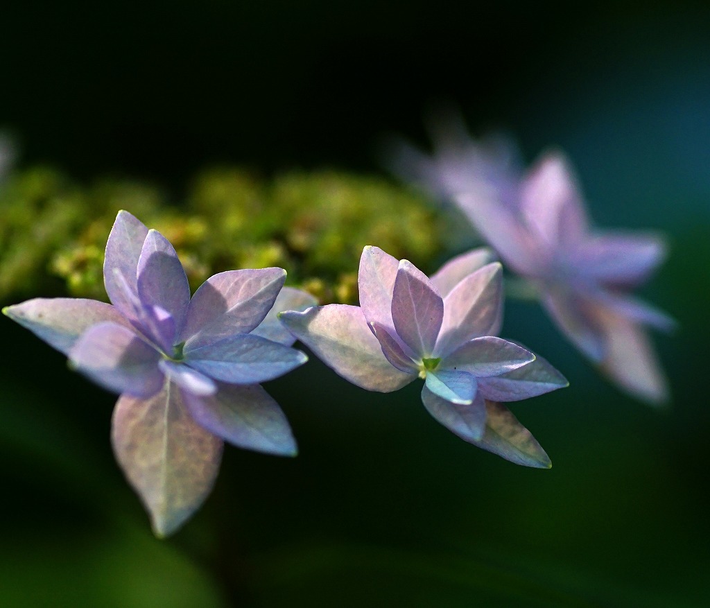 遊歩ー森林植物園_c0362972_20345443.jpg