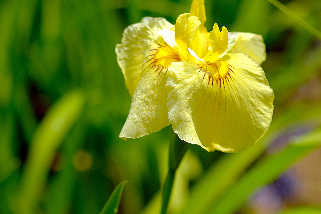 花菖蒲２（しらさぎ森林公園）_e0096372_14144267.jpg