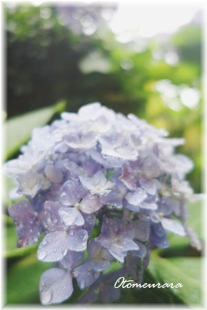 夏至の日　でんでんむし　と　紫陽花　_a0287486_12131556.jpg