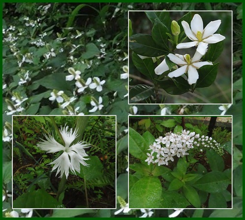 初夏の白い花 山野草に癒されて