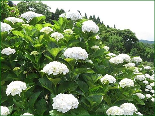 初夏の白い花 山野草に癒されて 初夏の白い花 山野草に癒されて