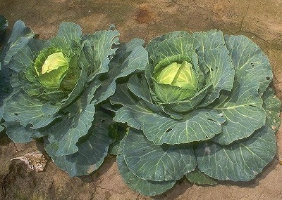 鹿追小児童がキャベツ栽培 せんびりブログ 本別町仙美里 十勝の教育情報