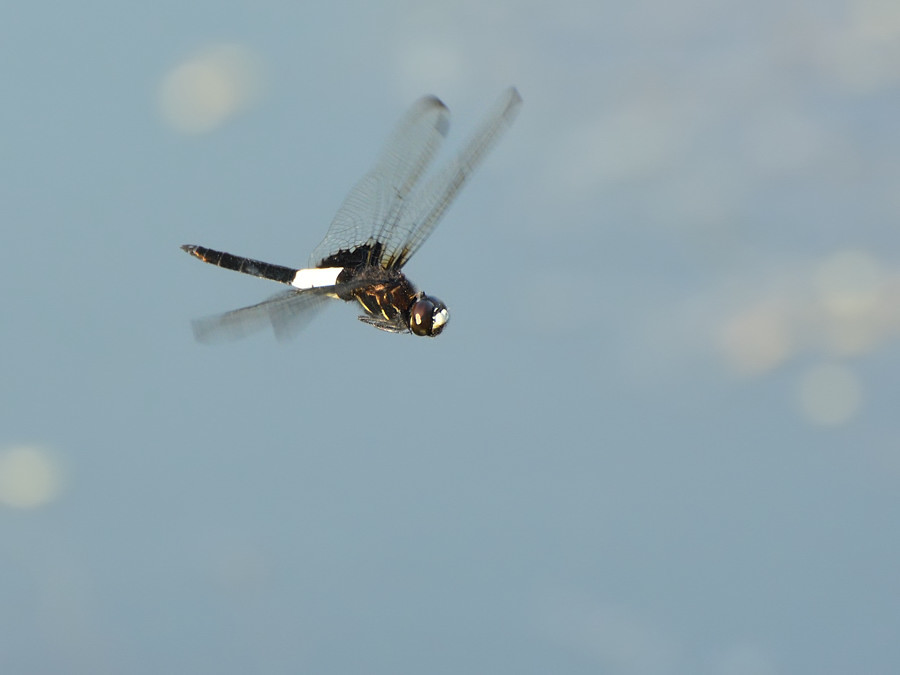 a0143491_22433589.jpg