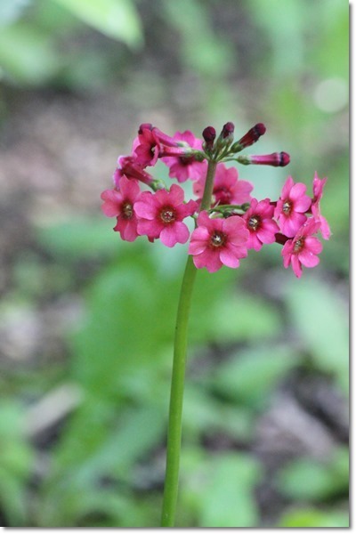 滝野・平成の森（’１７・６・１４）_f0146493_13270731.jpg