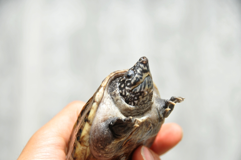 ジャイアントマスクタートル 地獄の沙汰も俺次第 ジャイアントマスクタートル 地獄の沙汰も俺次第