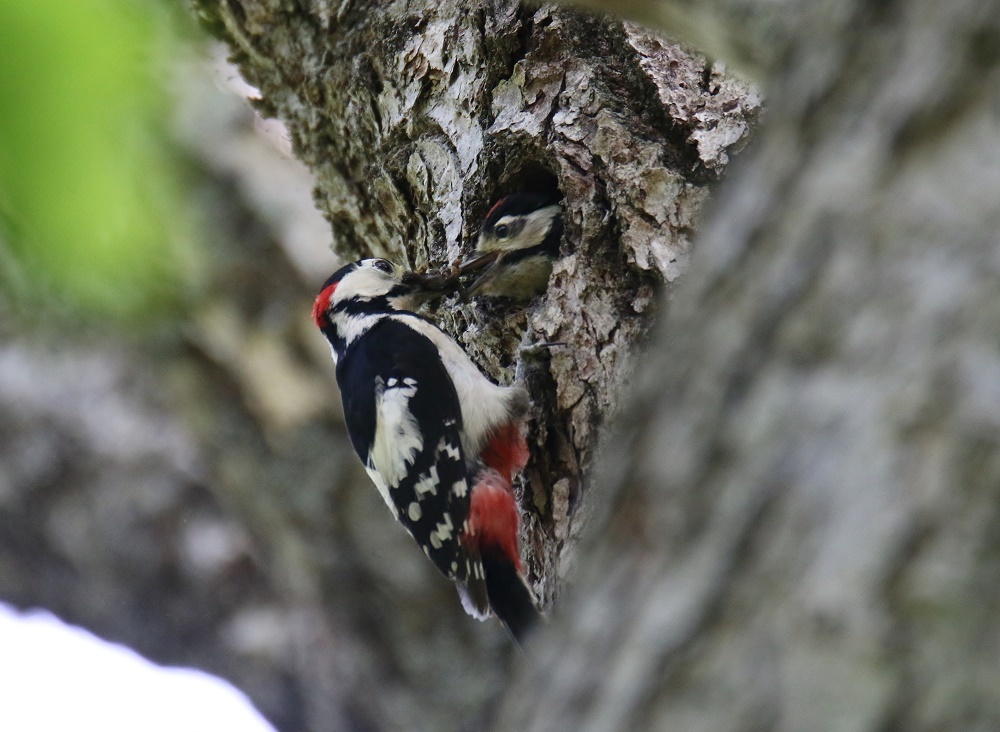 戦場ヶ原探鳥、、その2、、_f0305401_17015330.jpg