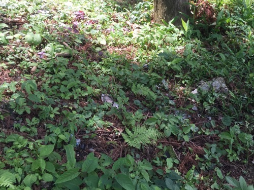 a0310702_22360640.jpeg