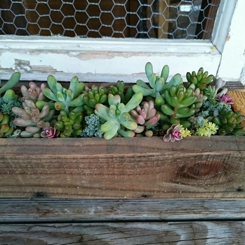 Succulent plants & Junk_c0118809_12233275.jpg