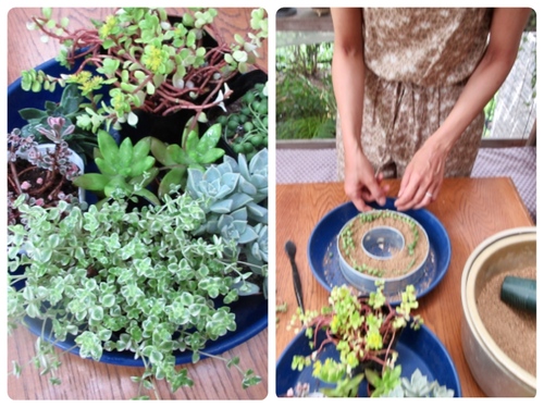 いつものエキナセア リースのレッスン Daisy Bee の多肉でガーデニング