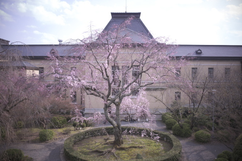 「旧本館の桜」_f0192112_21185069.jpg