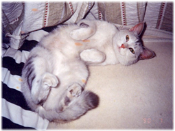 白い猫の画像をアップ その7_d0221430_14341792.jpg