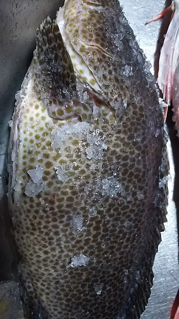 オオモンハタ さく間料理屋