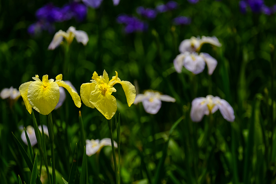 花菖蒲「大和中央公園花しょうぶ園」にて_c0014538_16545888.jpg