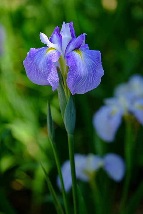 花菖蒲「大和中央公園花しょうぶ園」にて_c0014538_16553575.jpg