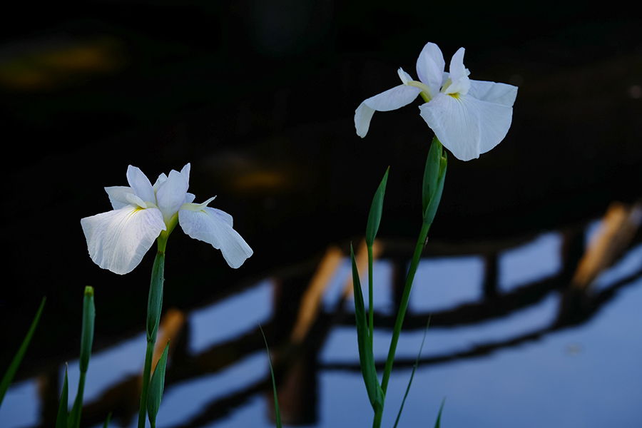 花菖蒲「大和中央公園花しょうぶ園」にて_c0014538_16555826.jpg