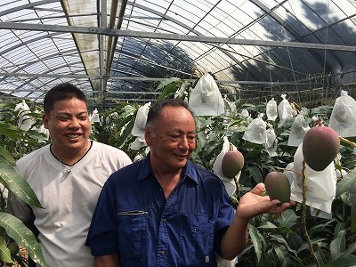 農園紹介no 12 石垣島フルーツランド 八重山マンゴー研究会