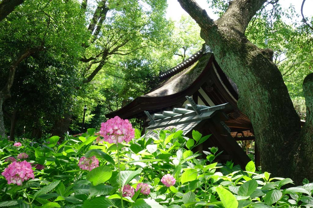 藤森神社(ふじのもりじんじゃ)の紫陽花@2017-06-19_d0250840_01391706.jpg