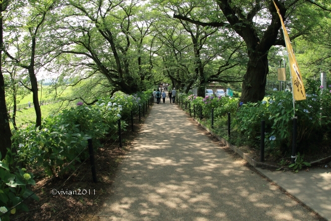 埼玉 あじさい撮影会 in 権現堂公園_e0227942_17475538.jpg