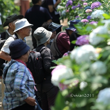 埼玉 あじさい撮影会 in 権現堂公園_e0227942_17545137.jpg