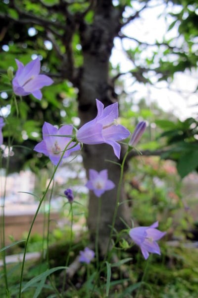 涼しい梅雨_c0147952_21541491.jpg