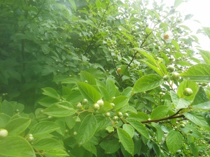 雨の贈り物…_b0368362_03032746.jpg