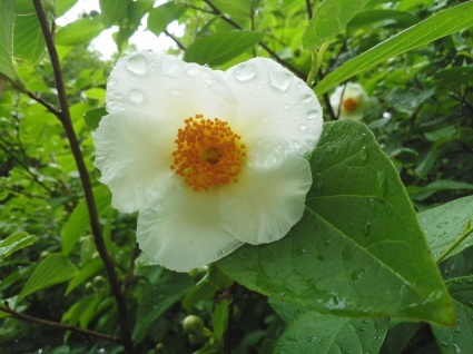 雨の贈り物…_b0368362_03051153.jpg