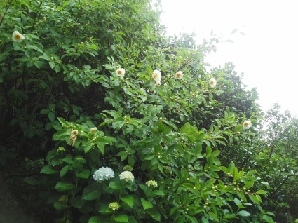 雨の贈り物…_b0368362_03120497.jpg