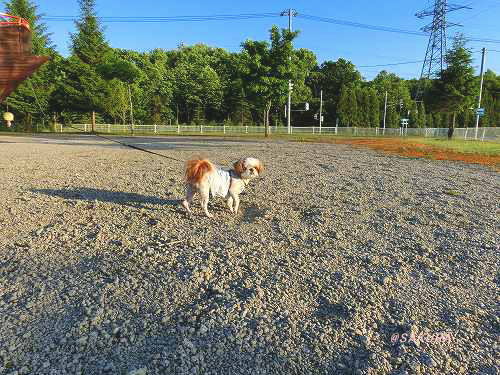 ベーカリーレストラン サンマルク 札幌中の島公園店 ～ 札幌_c0074563_11280395.jpg