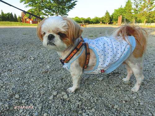 ベーカリーレストラン サンマルク 札幌中の島公園店 ～ 札幌_c0074563_11280942.jpg