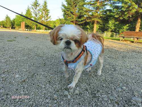 ベーカリーレストラン サンマルク 札幌中の島公園店 ～ 札幌_c0074563_11281598.jpg