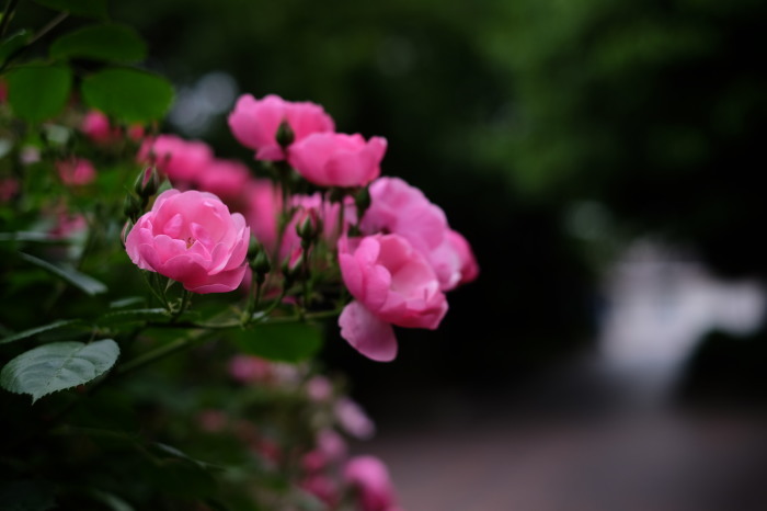 薔薇　　2017　　若園公園バラ園 _f0021869_23300217.jpg