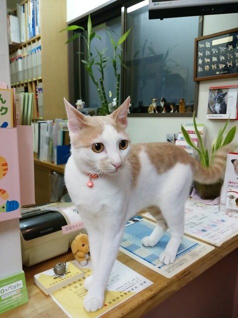 サプリメントのお話③_e0367571_09492485.jpg