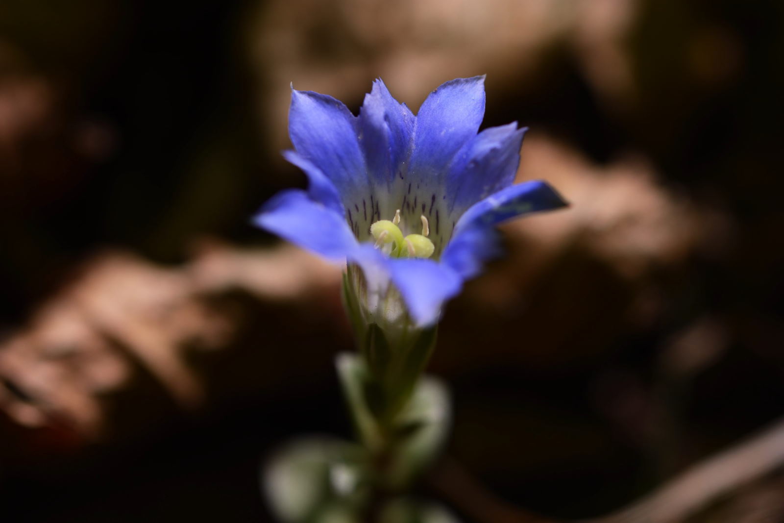 山梨県東部方面の花_d0328977_20174976.jpg