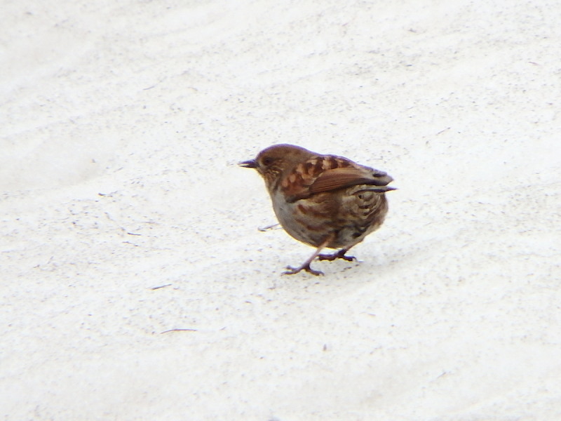 雪原のカヤクグリ_f0372177_22553739.jpg