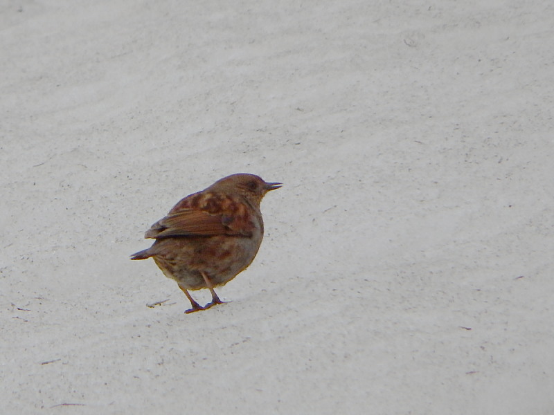 雪原のカヤクグリ_f0372177_22554040.jpg