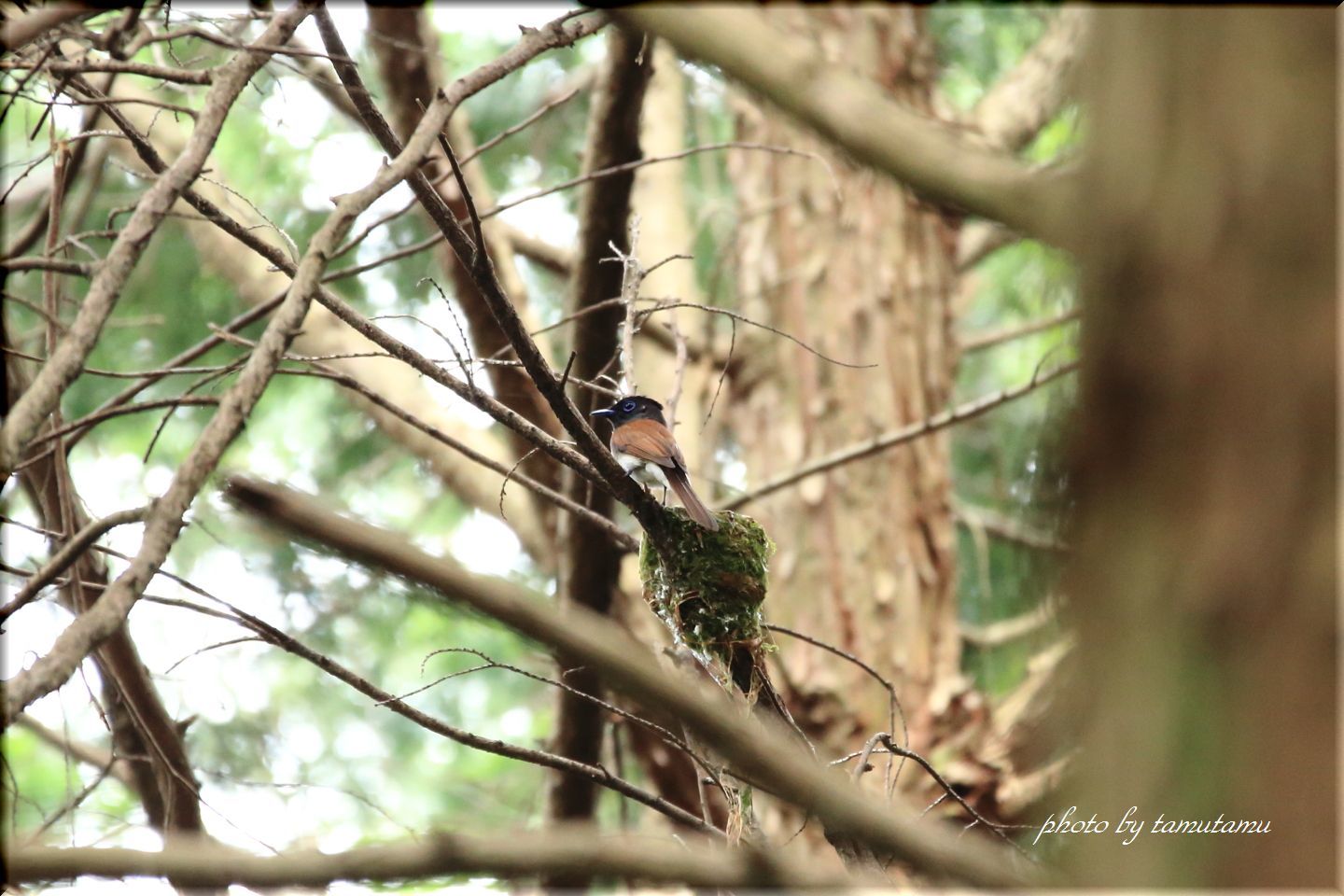 箕面公園のサンコウチョウ_e0351179_20155764.jpg