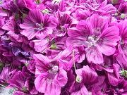 マロウの花がいっぱい 自然からの贈り物 草木染め マロウの花がいっぱい 自然からの贈り物 草木染め