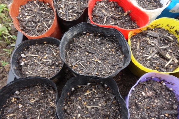 マリーゴールドの芽が出ない ナツメ林住期