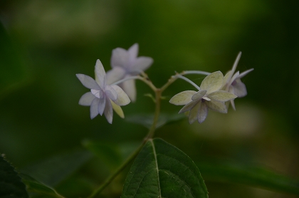c0229483_05766.jpg
