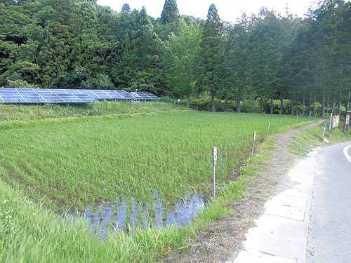 6月22日の田んぼ(月光原小・西根小) _d0247484_10362311.jpg