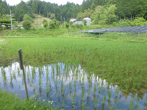 6月22日の田んぼ(月光原小・西根小) _d0247484_10374497.jpg