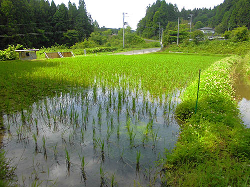 6月22日の田んぼ(月光原小・西根小) _d0247484_10384189.jpg