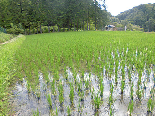 6月22日の田んぼ(月光原小・西根小) _d0247484_10393886.jpg