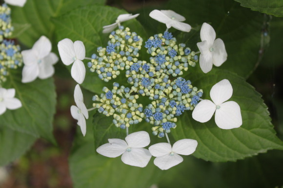 紫陽花の季節　白額紫陽花_e0354596_16471036.jpg