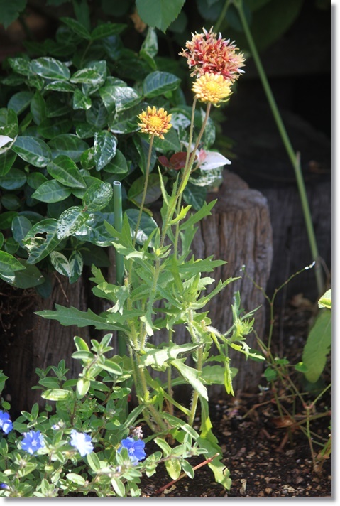 挿し芽のガイラルディア ガリア その周りの花 小さな庭で 挿し芽のガイラルディア ガリア その周りの花 小さな庭で