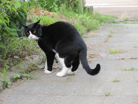 今朝のねこ・豆科二種_a0203003_21461446.jpg